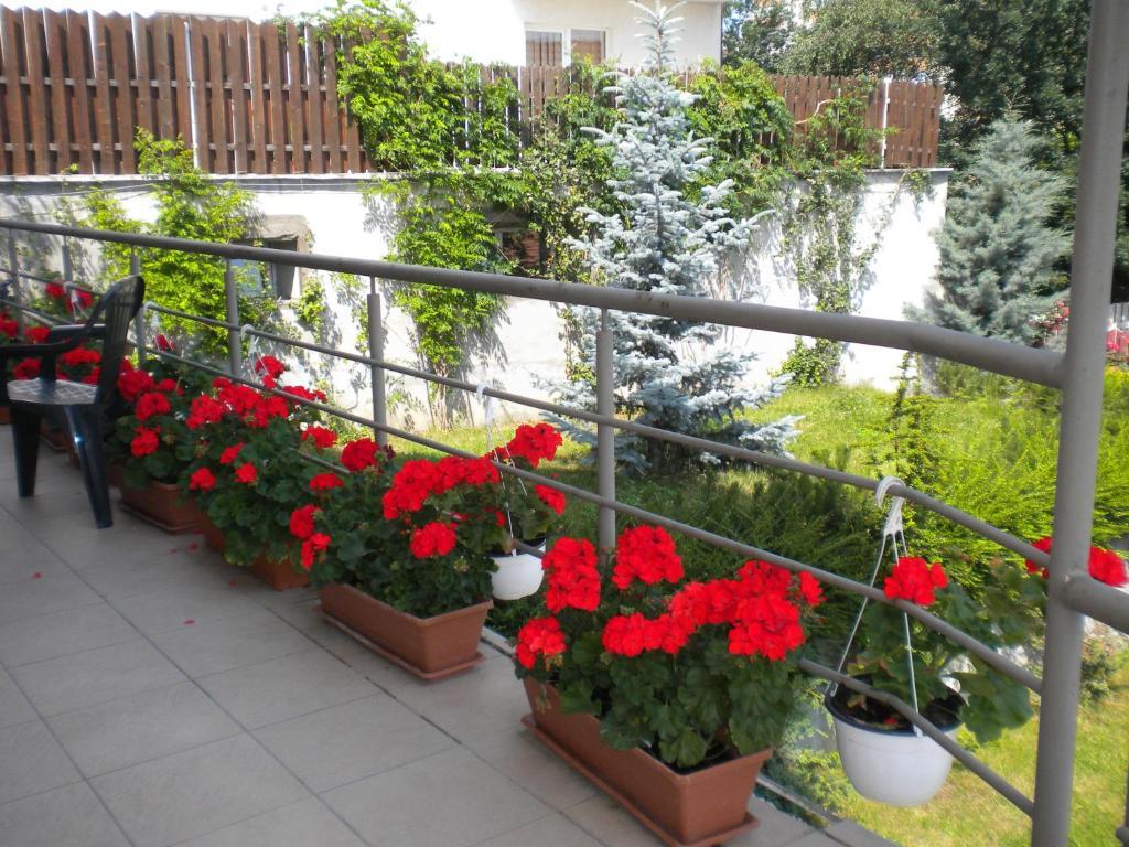 Pension Cluj Exteriör bild